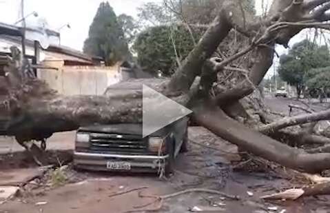 Árvore cai após chuva e destrói frente de caminhonete na Mata do Jacinto 