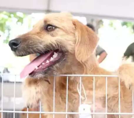 Popula&ccedil;&atilde;o de c&atilde;es e gatos cresceu 40% em 7 anos em Campo Grande