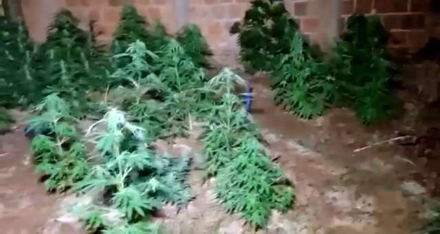 Casal que mantinha 58 p&eacute;s de maconha no quintal de casa &eacute; preso por tr&aacute;fico