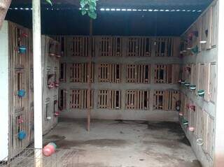 Local onde parte dos galos eram mantidos na casa do autuado. (Foto: Divulgação | PMA)