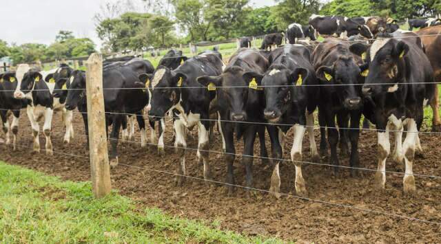 Rebanho bovino bate recorde em 2021 e chega a 224,6 milhões de cabeças