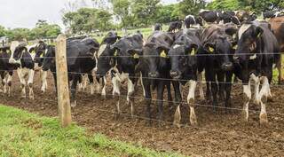 Rebanho bovino do Mato Grosso mantém-se na liderança do ranking de maiores produtores. (Foto: Divulgação/IBGE)