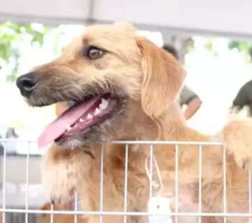 Popula&ccedil;&atilde;o de c&atilde;es e gatos cresceu 40% em 7 anos em Campo Grande