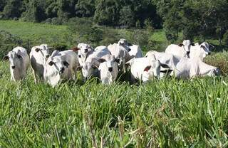 Criaçãode gado em propriedade brasileira em pasto verde. (Foto\Arquivo)