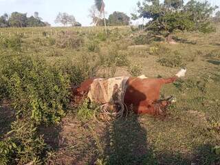 Cavalo morreu junto com trabalhador rural. (Foto: Jardim MS News)