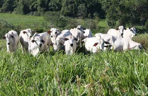 Estado quer vacinar 20 milhões de bovinos para receber título sanitário 