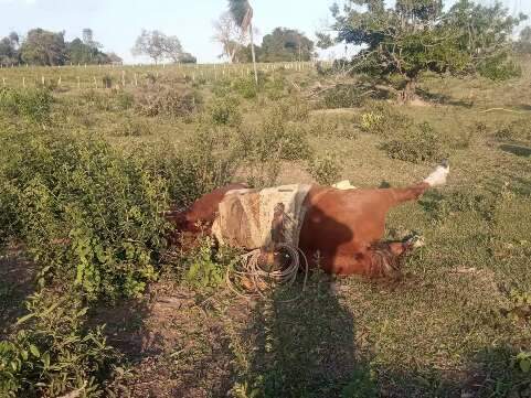 De repente, os cavalos caíram mortos no campo entre Gravataí e