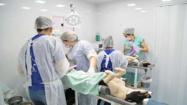 Castram&oacute;vel abre cadastro para novos atendimentos gratuitos em outubro