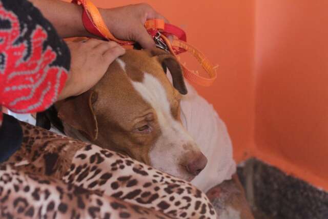 Justi&ccedil;a nega pedido de dono para reaver Thor, c&atilde;o arrastado por ve&iacute;culo 