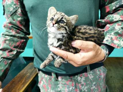 PMA resgata gato silvestre em extinção e suspeita que filhote era domesticado