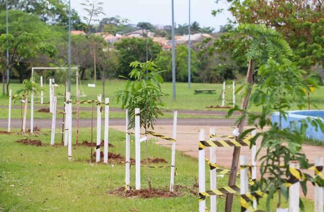 S&oacute;ter ganha as primeiras de 1,2 mil mudas que ser&atilde;o espalhadas pela Capital