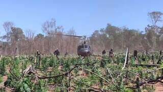 Agentes federais descem de helicóptero em lavoura de maconha na fronteira (Foto: Divulgação)
