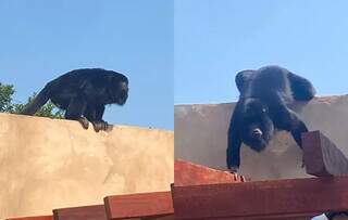 Macaco em muro da residência no Jardim Batistão. (Foto: Direto das Ruas)