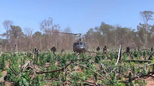 Brasil e Paraguai iniciam nova a&ccedil;&atilde;o para erradicar planta&ccedil;&otilde;es de maconha