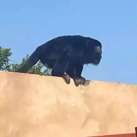 Voc&ecirc; j&aacute; recebeu em casa a &ldquo;visita&rdquo; de algum animal silvestre?