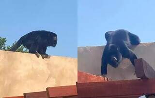 Macaco bugio invadiu residência durante almoço no domingo. (Foto: Direto das Ruas)