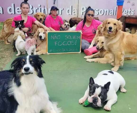 Ninguém lembra, mas bichos sofrem no dia das eleições