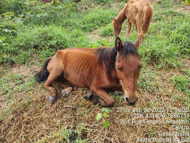 Cavalos s&atilde;o resgatados de terreno baldio sem &aacute;gua e comida 