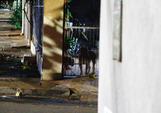 Cães que atacaram casal de adolescentes após escaparem de residência. (Foto: Alex Machado)