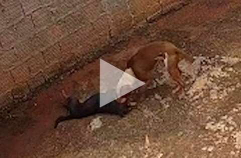 Pitbull solto ataca e mata cachorro no bairro Oliveira II