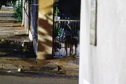 Pitbulls escapam, atacam adolescentes e dono vai parar na delegacia 