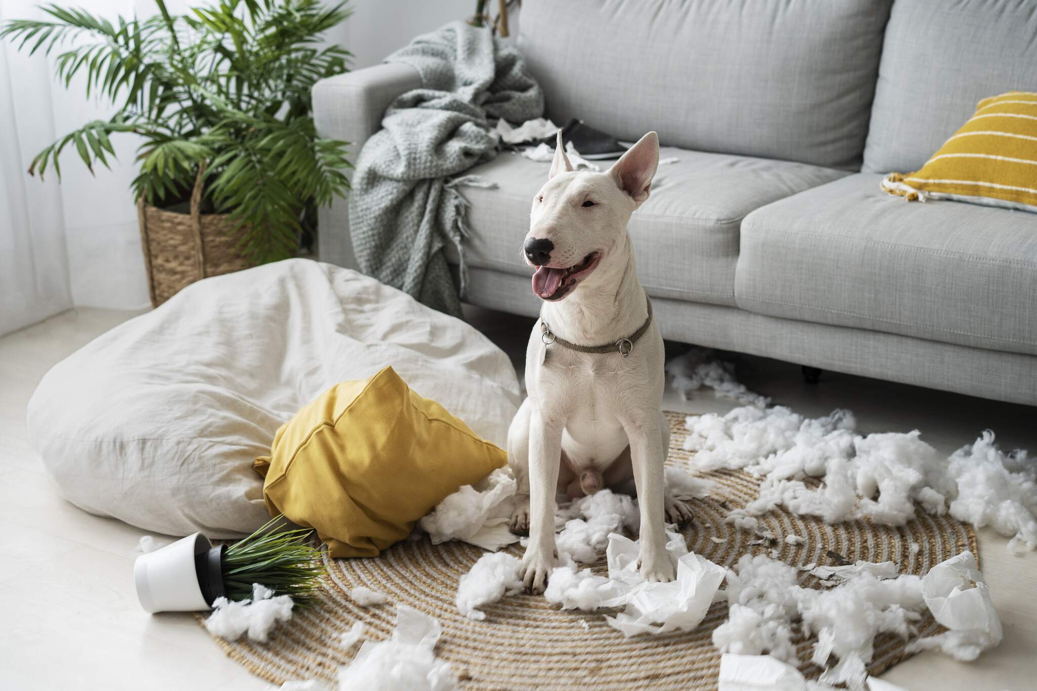 Собаки не грызущие мебель