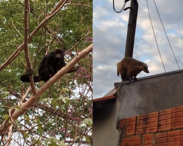 Vídeo mostra tentativa de socorrer uma capivara que ratejava pela ruas de  Campo Grande; animal não resiste, Radar Brasil