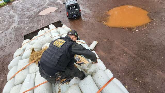 Traficante &eacute; preso com R$ 7,7 milh&otilde;es em maconha escondida sob carga de feno 