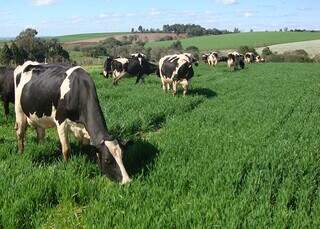 Vacas leiteiras a pasto em propriedade rural; produtor mantém atenção sobre oscilações do custo de produção do leite. (Foto: Arquivo/Embrapa)