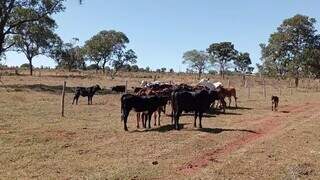 Propriedade rural em Mato Grosso do Sul. (Foto: Arquivo/Campo Grande News)