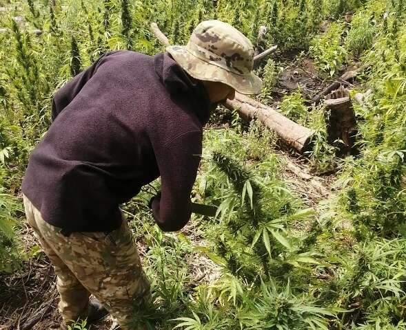 Opera&ccedil;&atilde;o na fronteira termina com 701 toneladas de maconha eliminadas