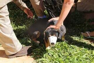 Cachorro recebendo vacina antirrábica aplicada pelo CCZ. (Foto: Arquivo/Kísie Ainoã)