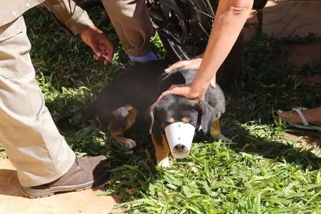 De porta em porta, CCZ inicia hoje vacina&ccedil;&atilde;o contra raiva em animais da Capital