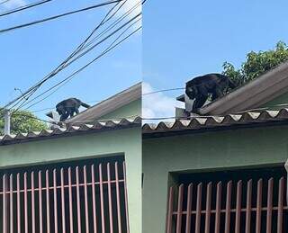 Macaco em telhado no bairro Zé Pereira em Campo Grande (Foto: Direto das Ruas)