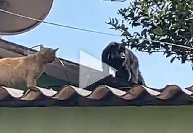 Macaco &eacute; flagrado passeando em telhado no Z&eacute; Pereira
