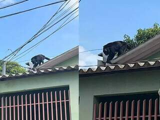 Macaco fez primeira aparição na terça-feira, em telhado de casas (Foto: Direto das Ruas)
