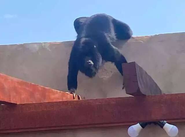 Afinal, qual a origem e o que atraiu o bugio para a &aacute;rea urbana?