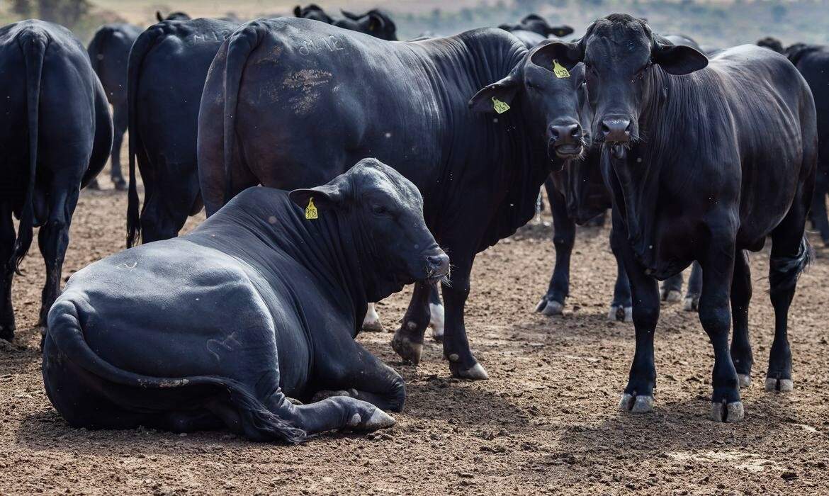 Apreço ao campo que vem de família - Angus.Org