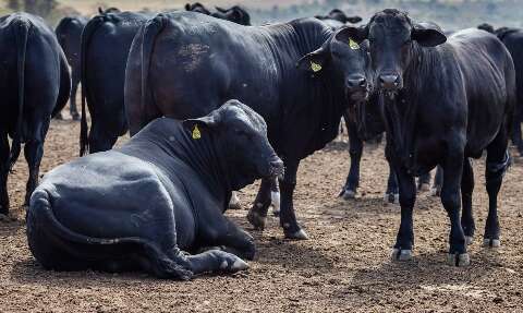 Mesmo com exportações intensas, preços do boi gordo se enfraquecem