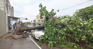 Carro estacionaod foi atingido por árvore de médio porte arrancada pela raiz (Foto: Anderson Gallo / Diário Corumbaense)