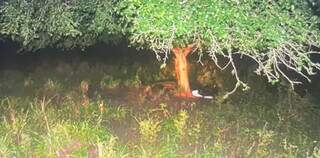Corpo de Marcelo debaixo de árvore em fazenda. (Foto: Diário Corumbaense)