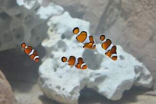 Peixe-palhaço, peixe que ficou famosa após o filme &#34;Procurando Nemo&#34;, é uma das espécies presentes no Bioparque. (Foto: Divulgação)
