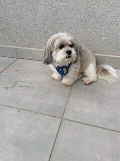 Casa &eacute; furtada no Bairro Jardim Tijuca e suspeitos levam lhasa apso Buba