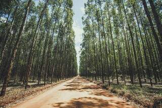 Floresta de eucalipito da fábrica de papel e celulose Suzano. (Foto: Divulgação/Suzano)