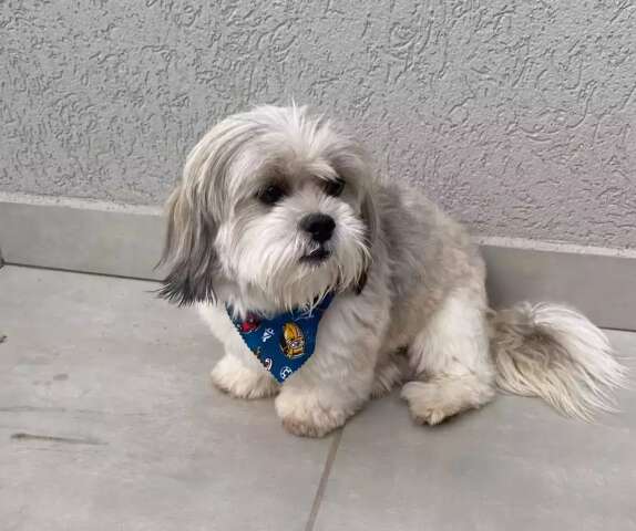 Casa &eacute; furtada no Bairro Jardim Tijuca e suspeitos levam lhasa apso Buba