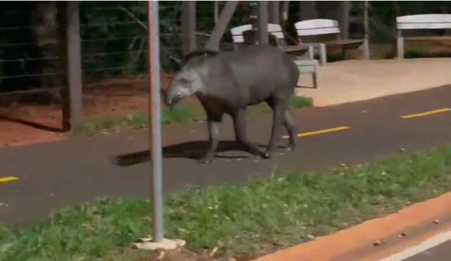 Anta &quot;passeia&quot; no Parque dos Poderes e nem cerca impede vai e vem