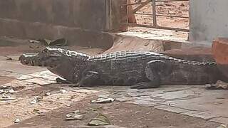 Homem sai para trabalhar e acha jacar&eacute; &ldquo;passeando&rdquo; na cal&ccedil;ada