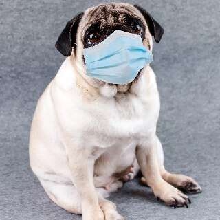 Cachorro "gripado": isso realmente existe?
