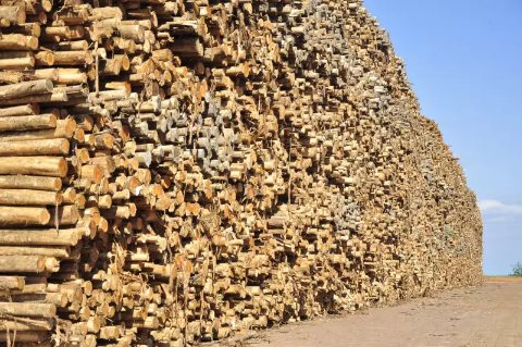 MS teve 2ª maior expansão agrícola no País e liderou em produção de madeira