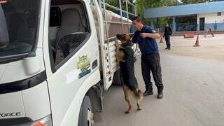 Cão farejador e agente da Receita durante vistoria em veículo abordado na operação (Foto: Divulgação)